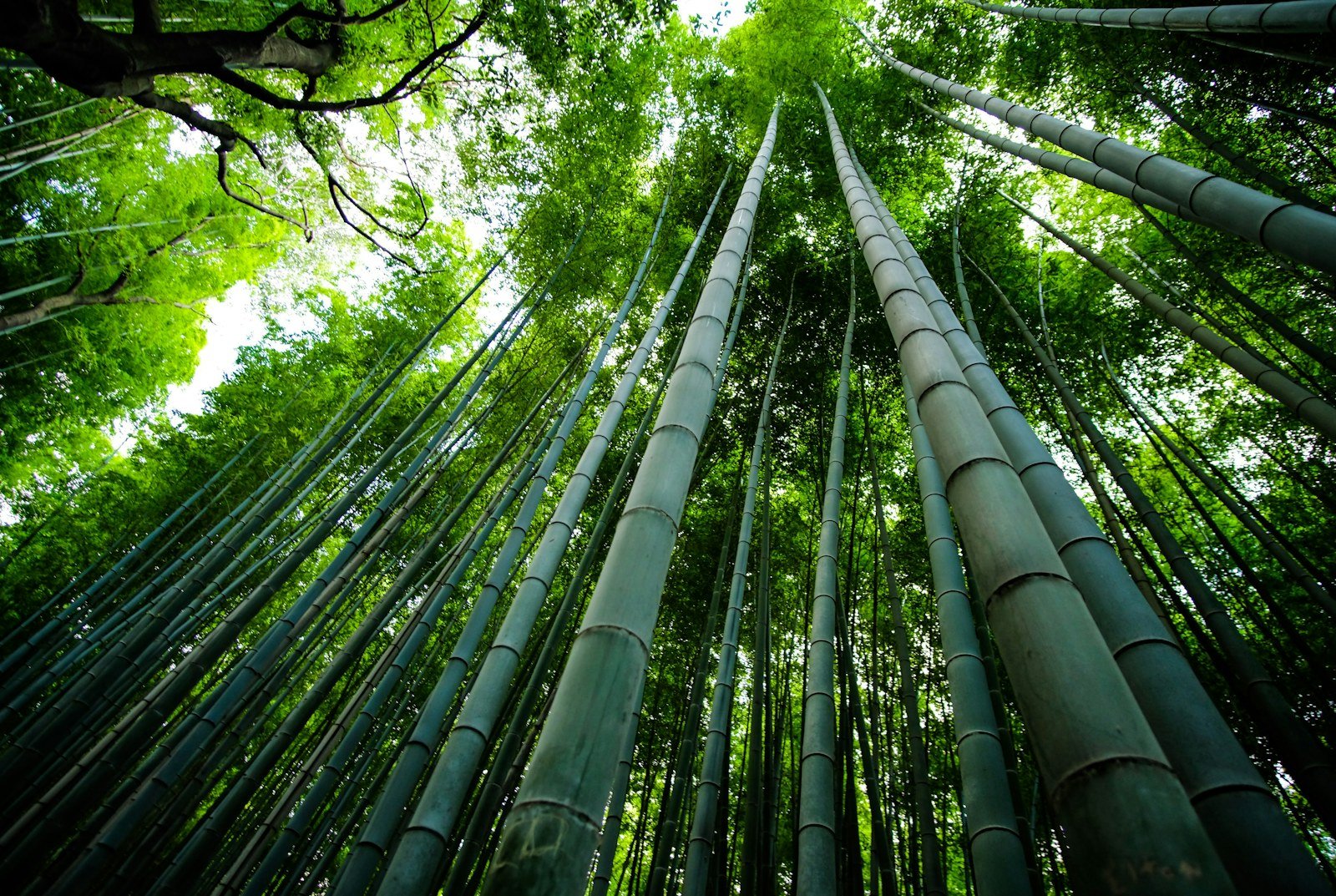 Tall bamboo in Arashiyama, Kyoto